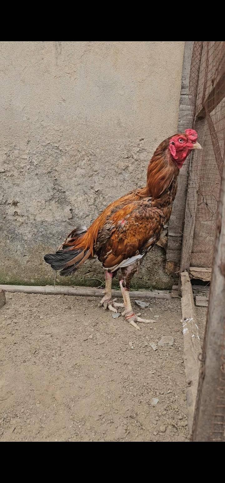 aseel patha 3kilo 4