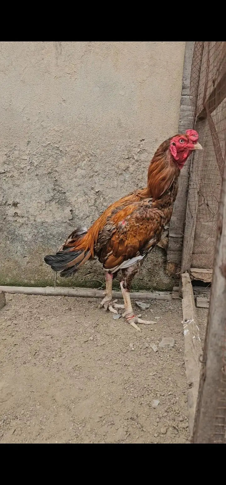 aseel patha 3kilo — photo 5