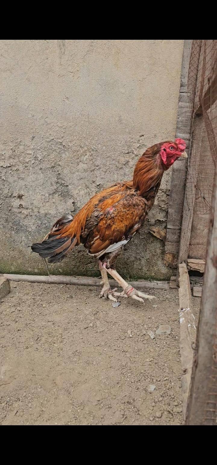 aseel patha 3kilo 5