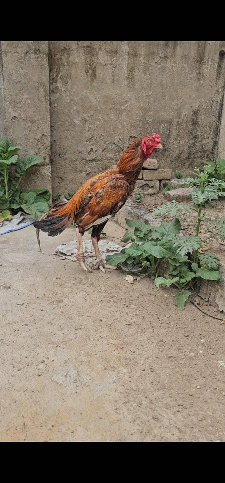 aseel patha 3kilo 6