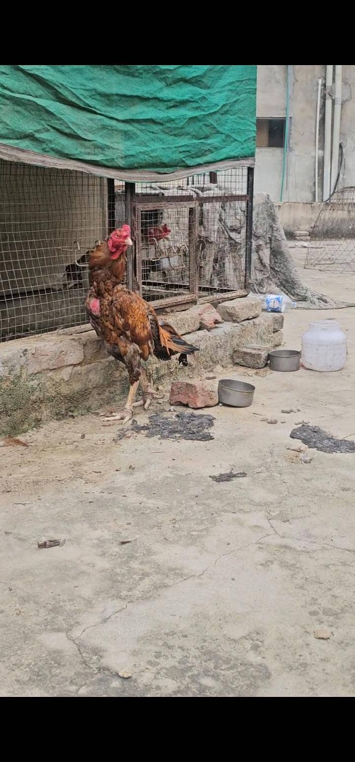 aseel patha 3kilo 7