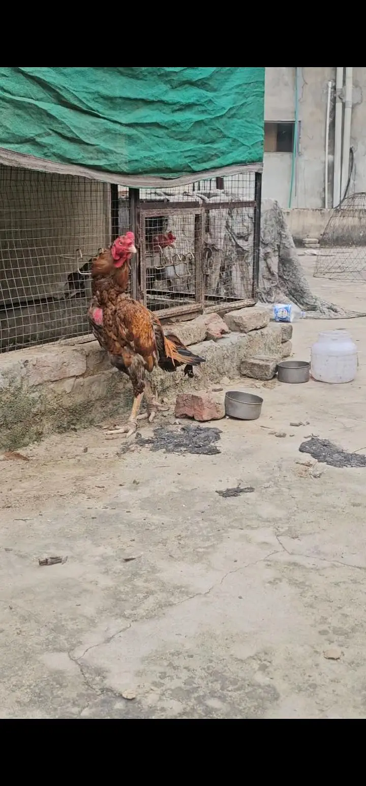 aseel patha 3kilo — photo 8