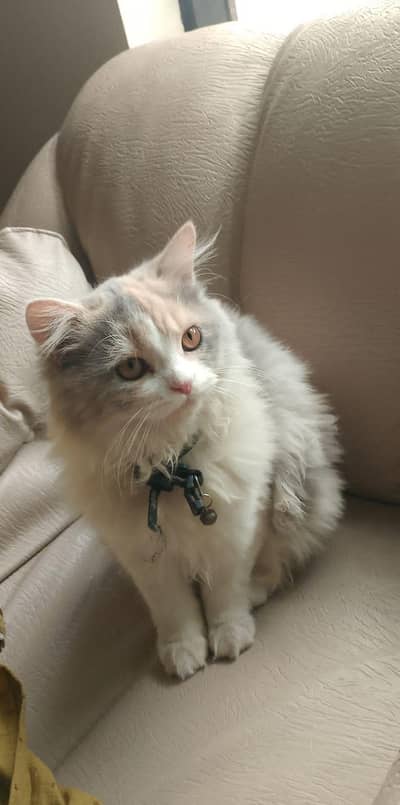 persian kitten for sale