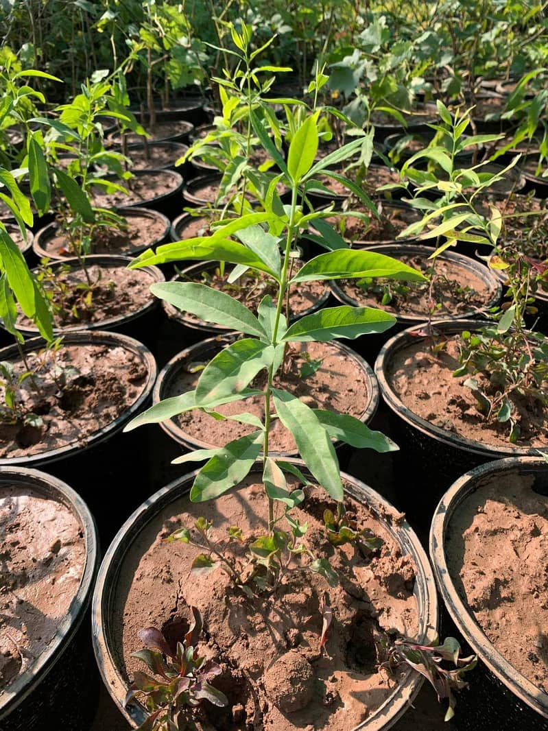 Sandal plants 0