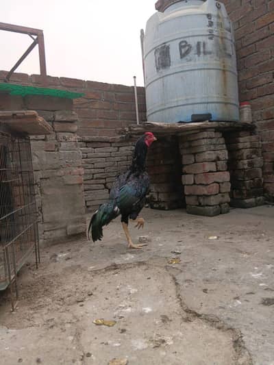arjant sale krna ha