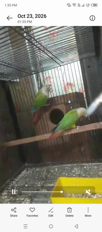 pineapple coure pair available 03264040055