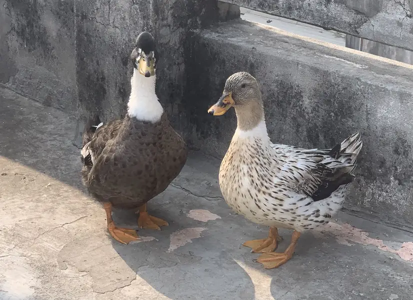 active breeding duck pair for sale ( female lying eggs) — photo 3