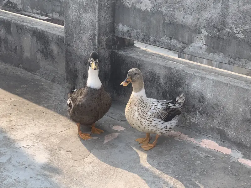 active breeding duck pair for sale ( female lying eggs) — photo 4