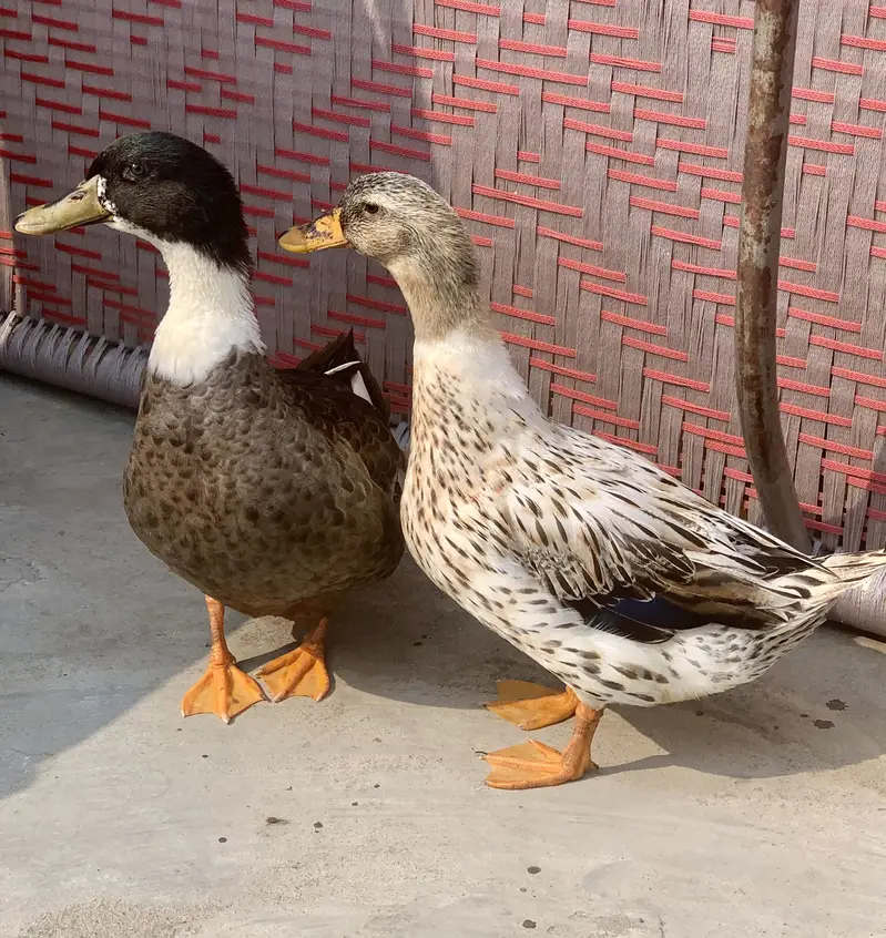 active breeding duck pair for sale ( female lying eggs) — photo 5