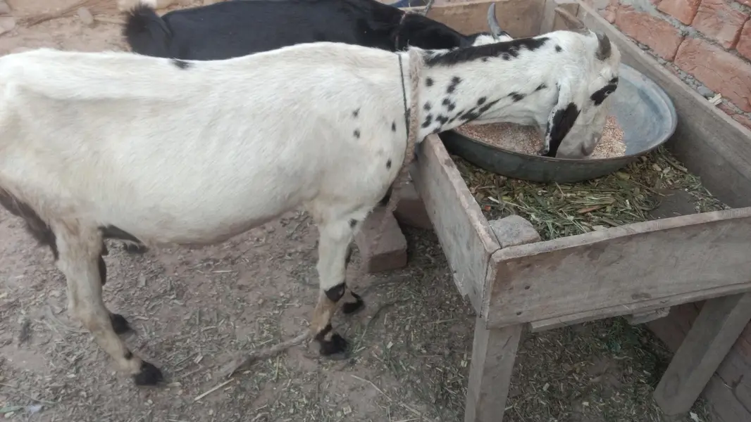urgent code for sale doodhwali bakri — photo 2