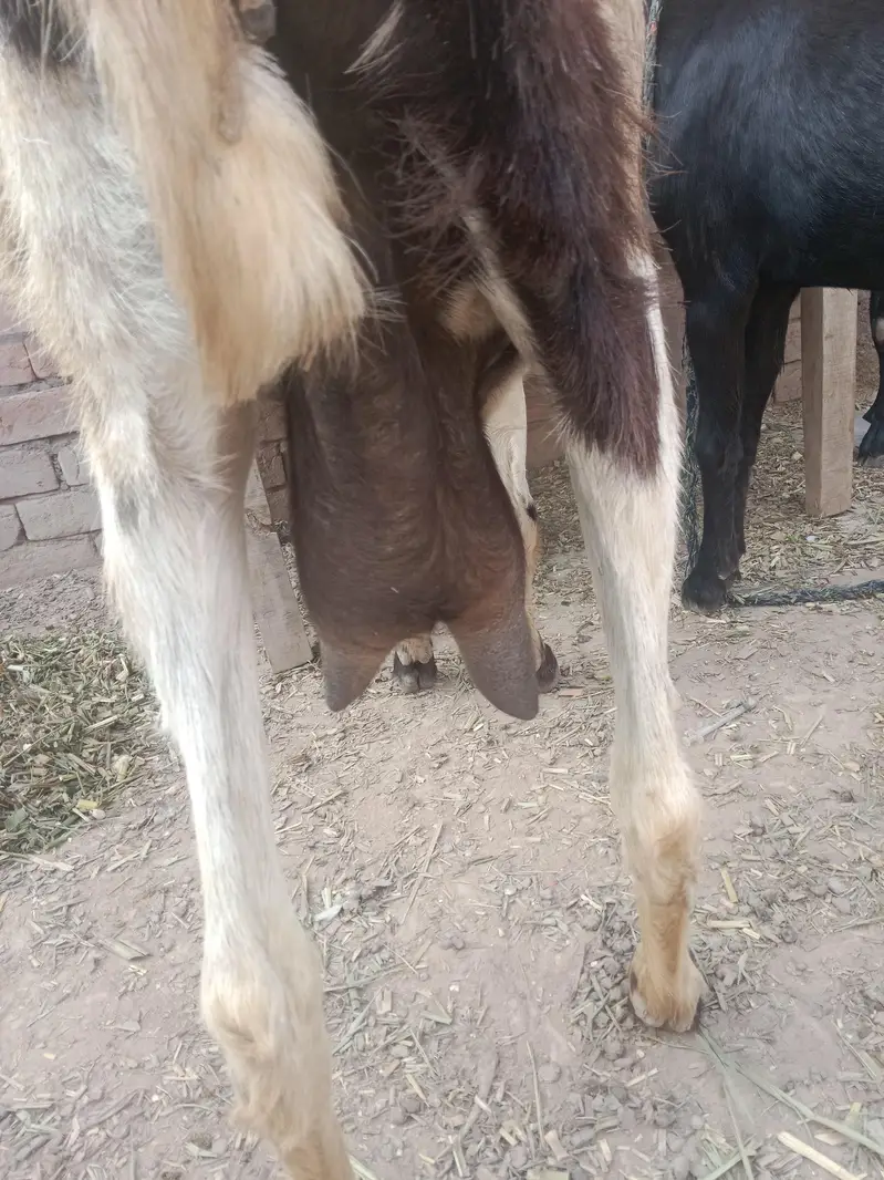urgent code for sale doodhwali bakri — photo 3