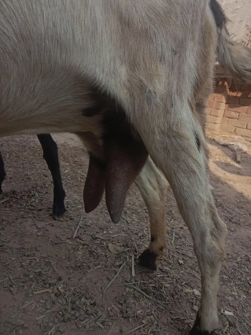 urgent code for sale doodhwali bakri — photo 4
