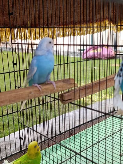 *7 Bajri Birds For Sale With Cage - Breeder Pairs - 11000