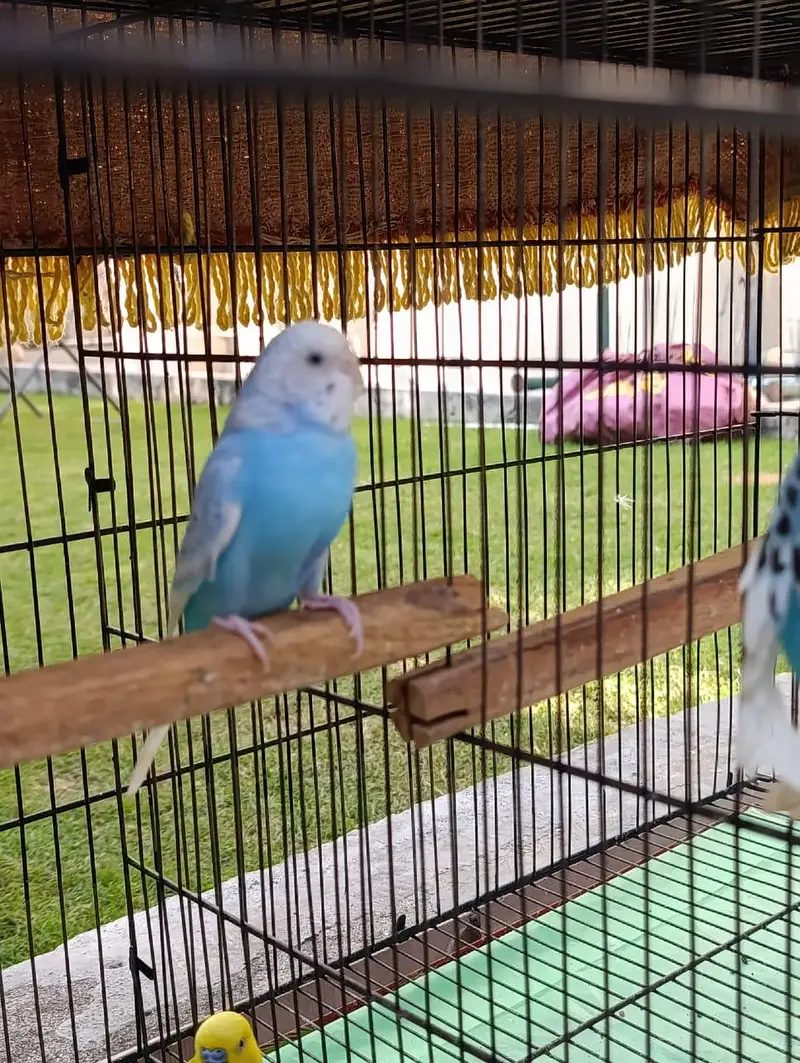 *7 Bajri Birds For Sale With Cage - Breeder Pairs - 11000 — photo 2