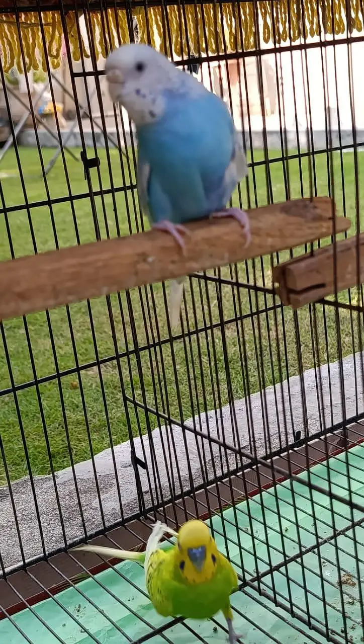 *7 Bajri Birds For Sale With Cage - Breeder Pairs - 11000 — photo 3