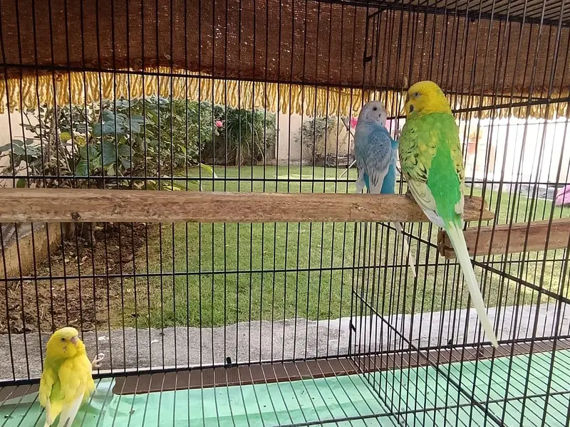 *7 Bajri Birds For Sale With Cage - Breeder Pairs - 11000 — photo 4