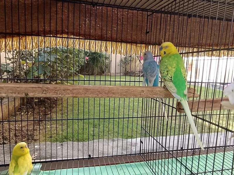 *7 Bajri Birds For Sale With Cage - Breeder Pairs - 11000 — photo 5