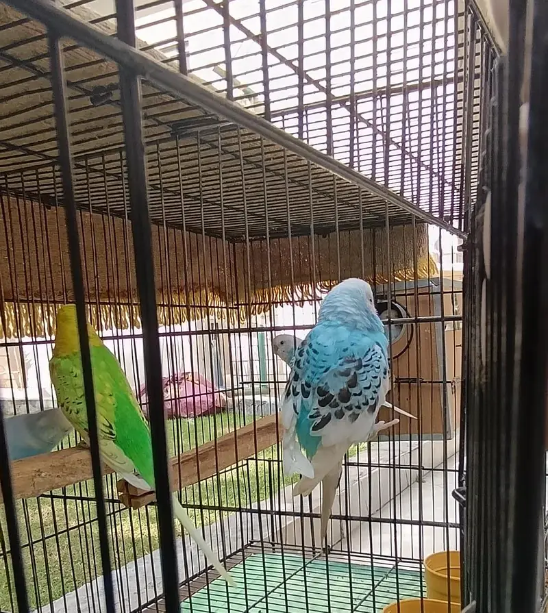 *7 Bajri Birds For Sale With Cage - Breeder Pairs - 11000 — photo 6