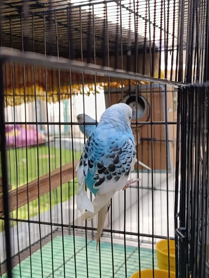*7 Bajri Birds For Sale With Cage - Breeder Pairs - 11000 — photo 7