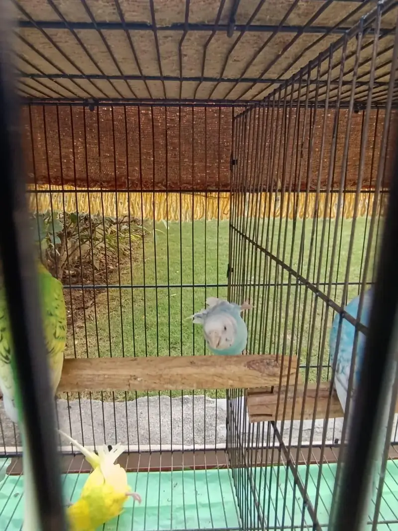 *7 Bajri Birds For Sale With Cage - Breeder Pairs - 11000 — photo 8