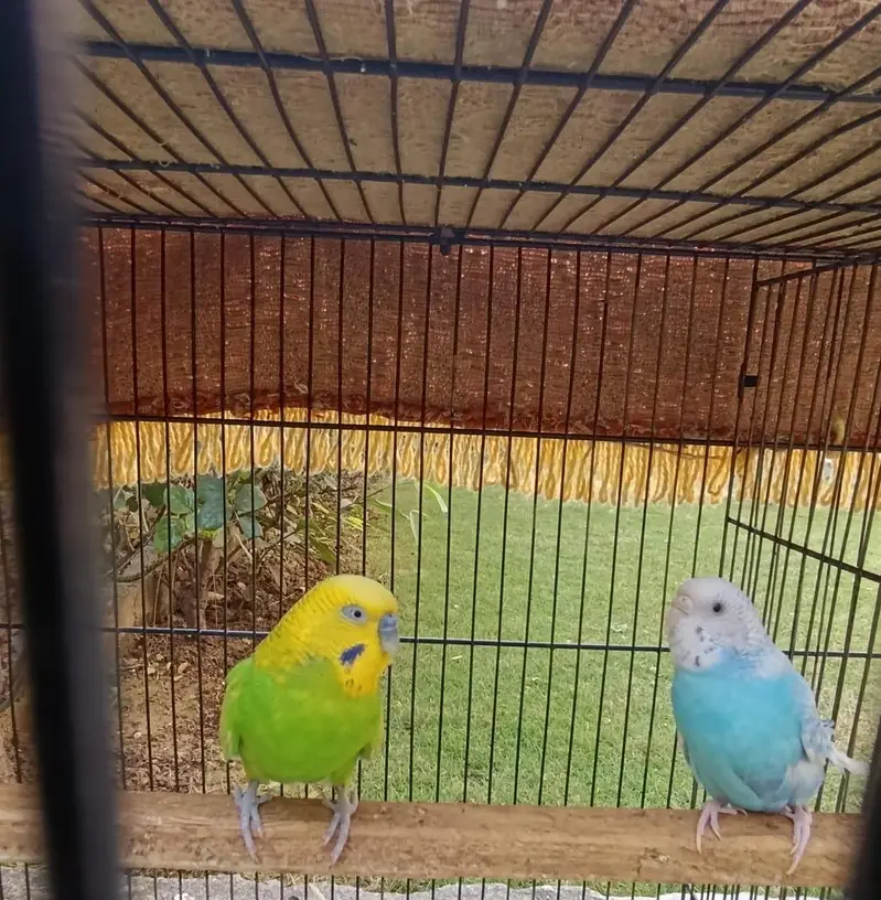 *7 Bajri Birds For Sale With Cage - Breeder Pairs - 11000 — photo 9