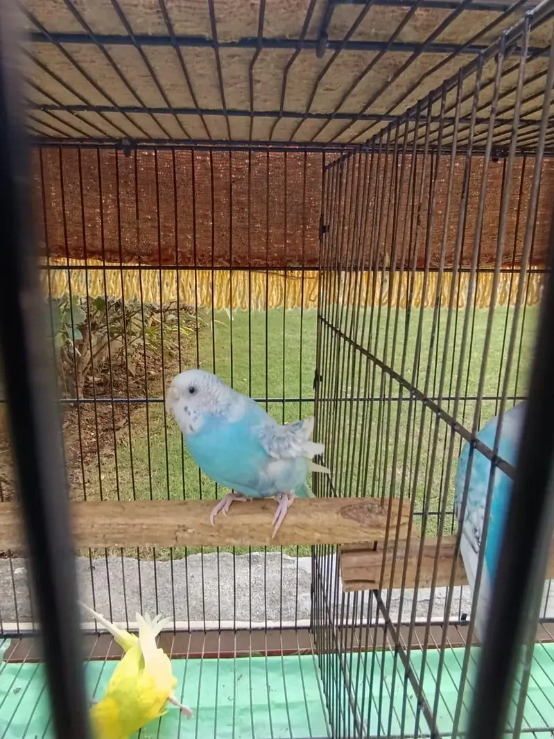 *7 Bajri Birds For Sale With Cage - Breeder Pairs - 11000 — photo 10