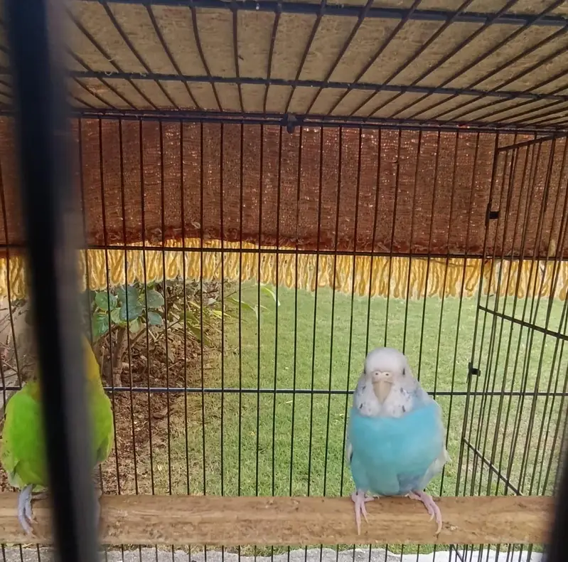 *7 Bajri Birds For Sale With Cage - Breeder Pairs - 11000 — photo 11