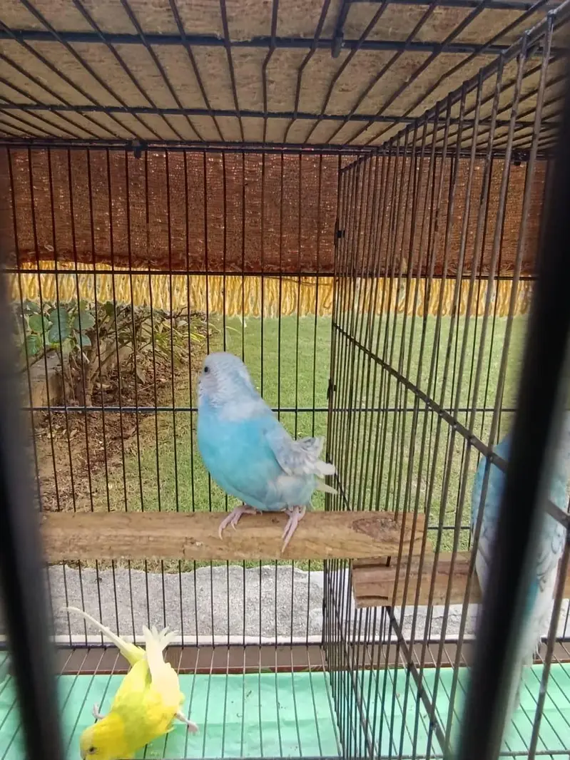 *7 Bajri Birds For Sale With Cage - Breeder Pairs - 11000 — photo 12