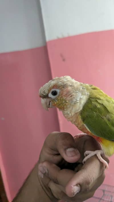 Conure Parrot for Sale  | خوبصورت کونور طوطا