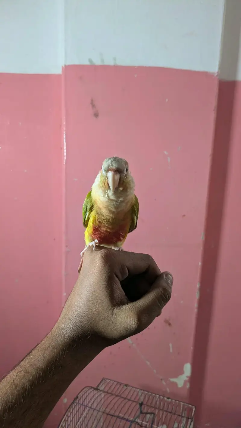 Conure Parrot for Sale  | خوبصورت کونور طوطا — photo 2