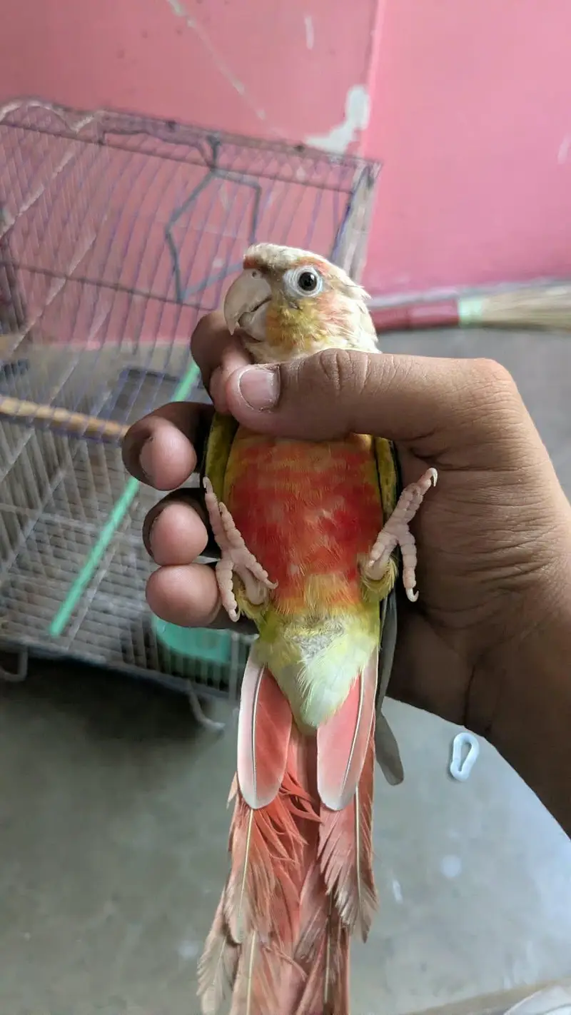Conure Parrot for Sale  | خوبصورت کونور طوطا — photo 3