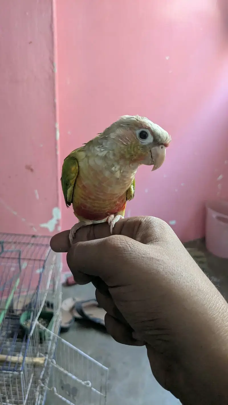Conure Parrot for Sale  | خوبصورت کونور طوطا — photo 4
