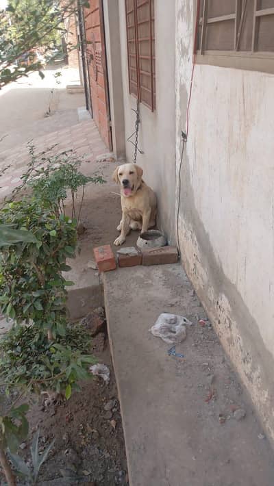 Male Labrador Imported