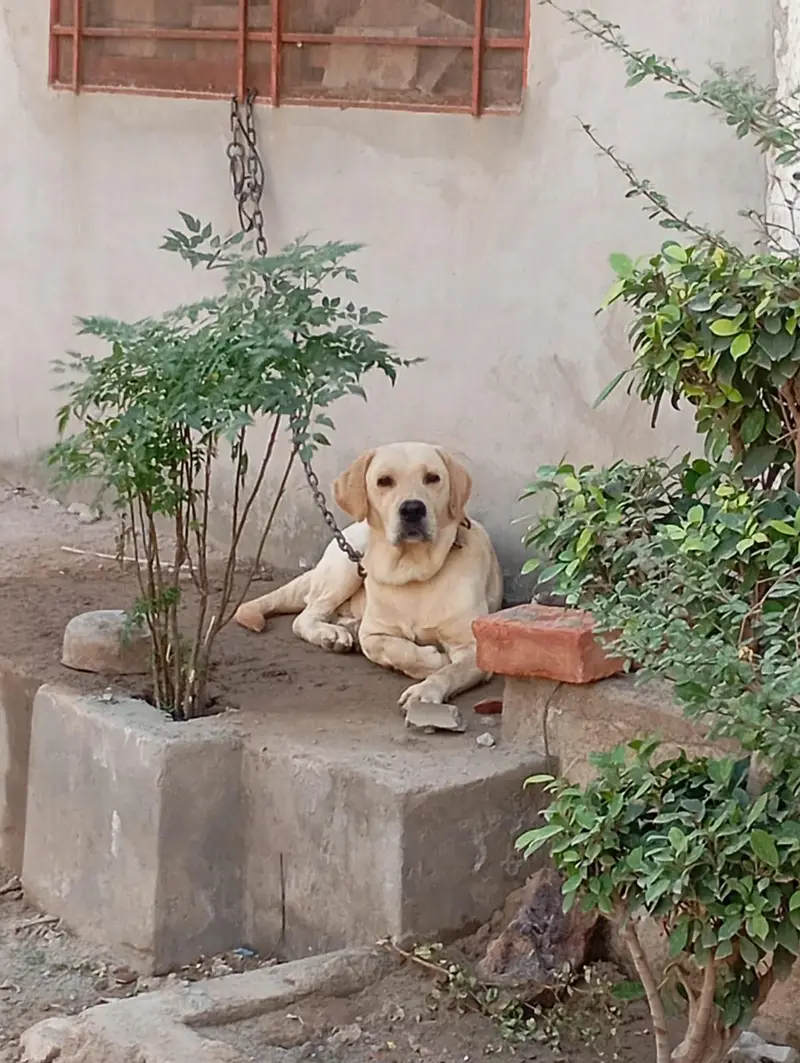 Male Labrador Imported — photo 2