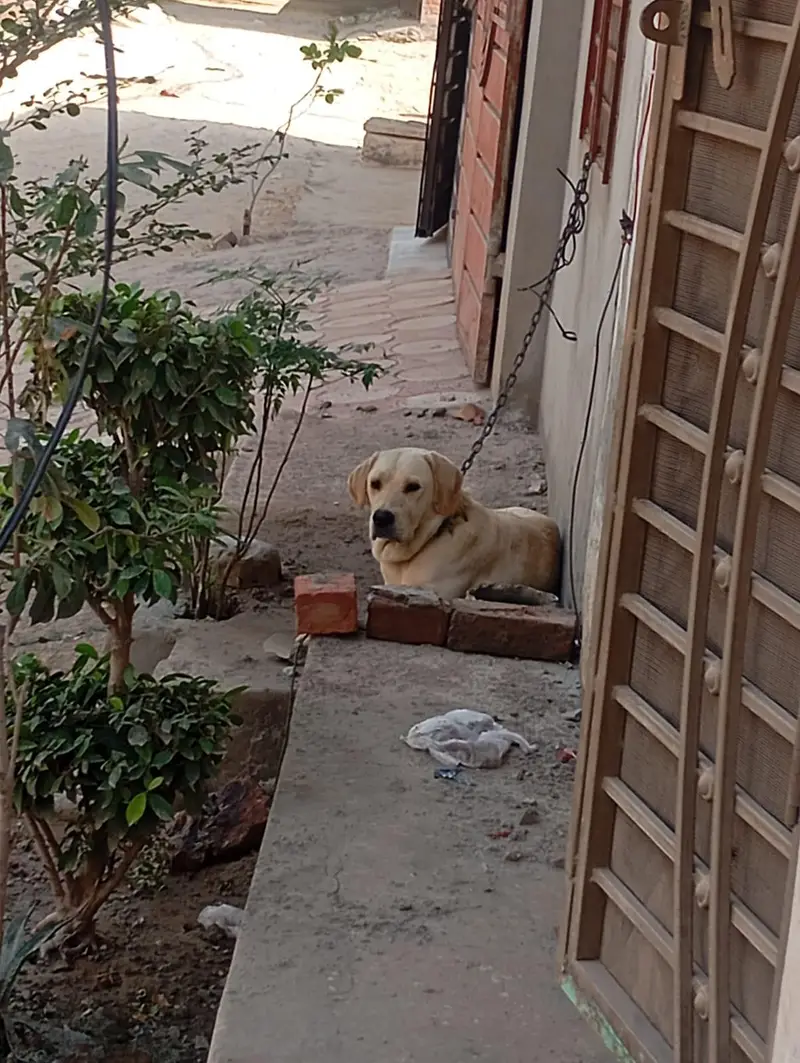 Male Labrador Imported — photo 3
