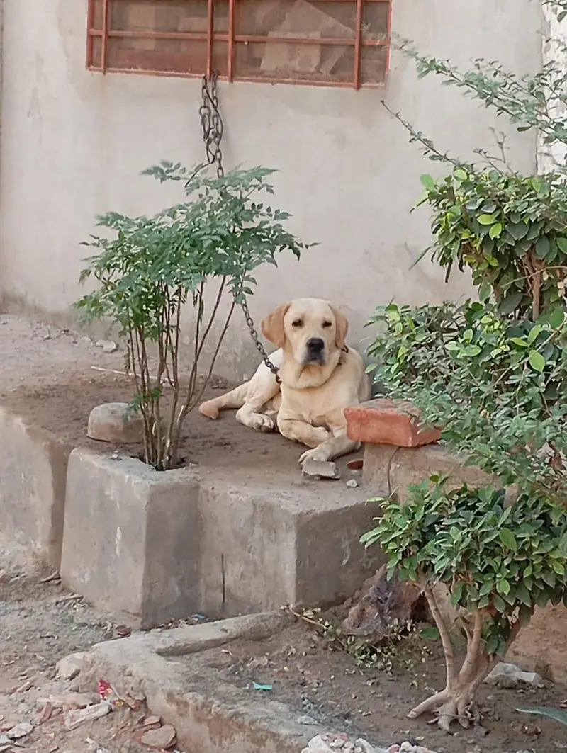 Male Labrador Imported — photo 4