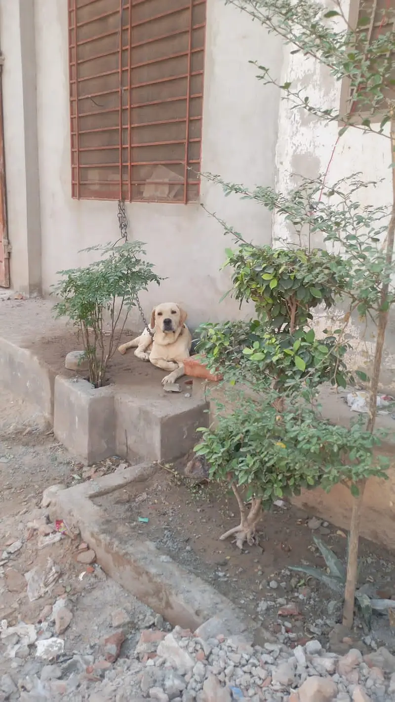 Male Labrador Imported — photo 5