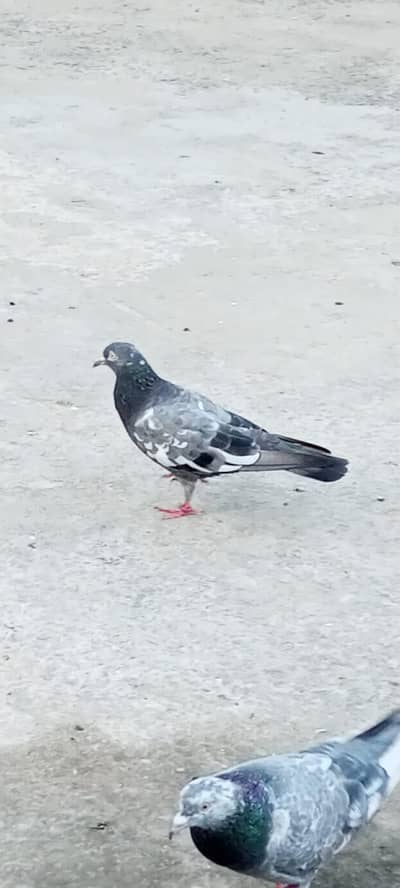 urgent sale