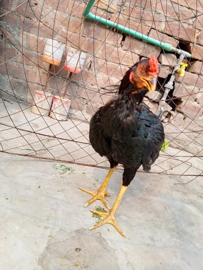 sil murga