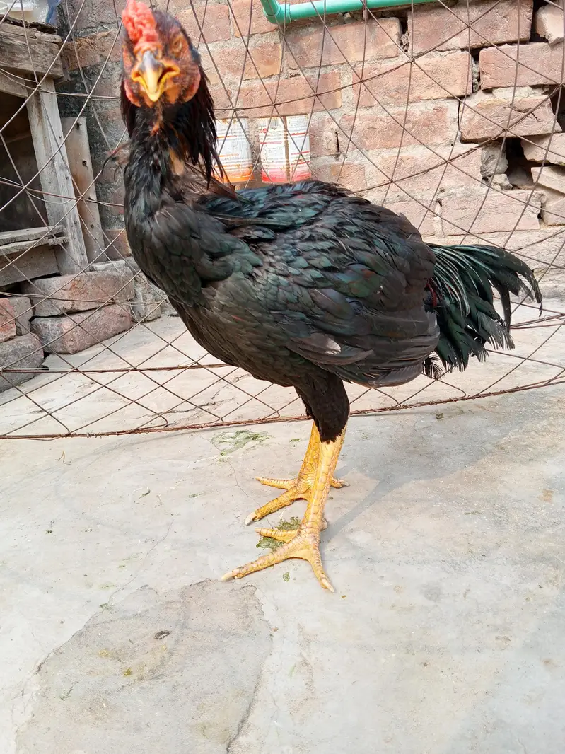 sil murga — photo 2