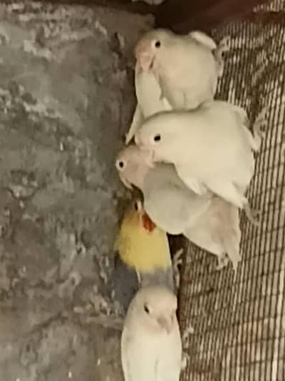 Albino Black eyes