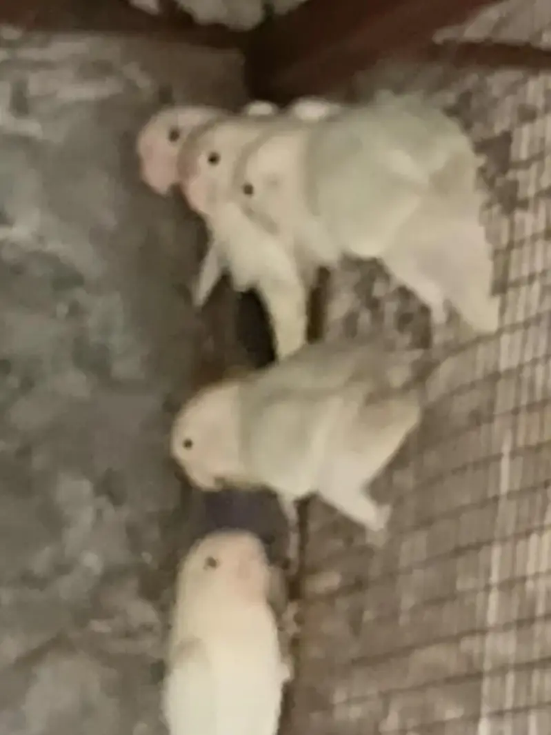 Albino Black eyes — photo 2