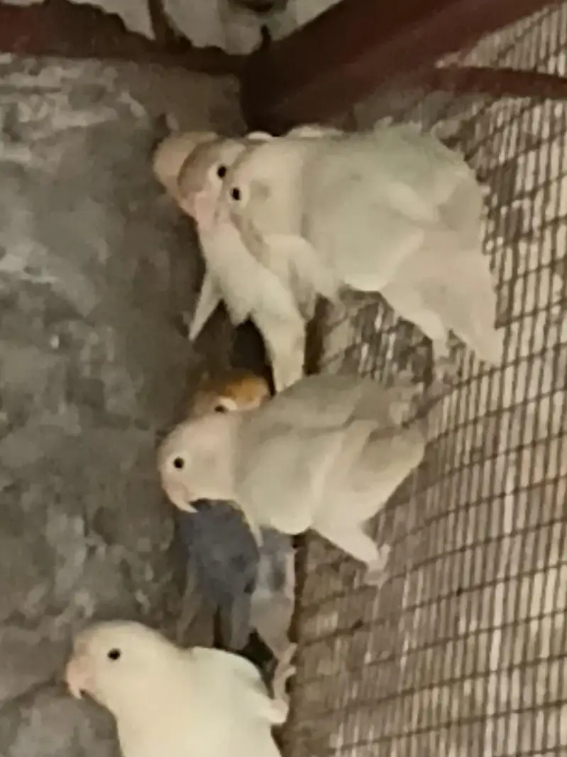 Albino Black eyes — photo 3