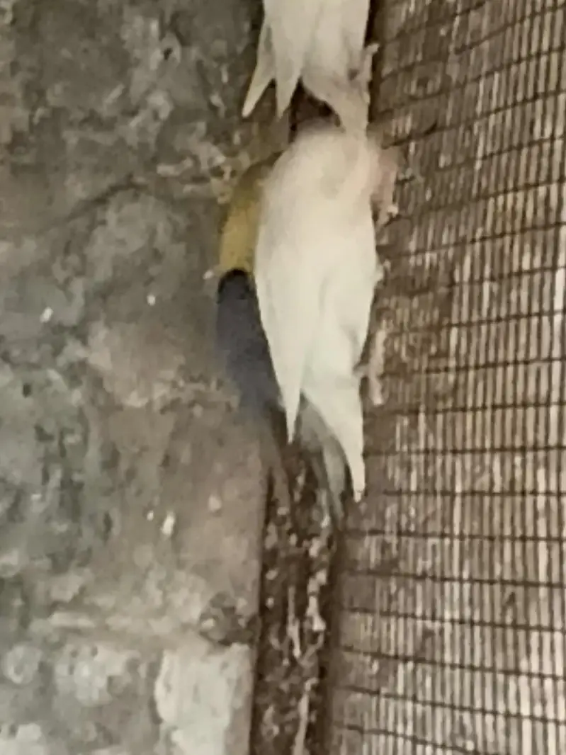 Albino Black eyes — photo 4