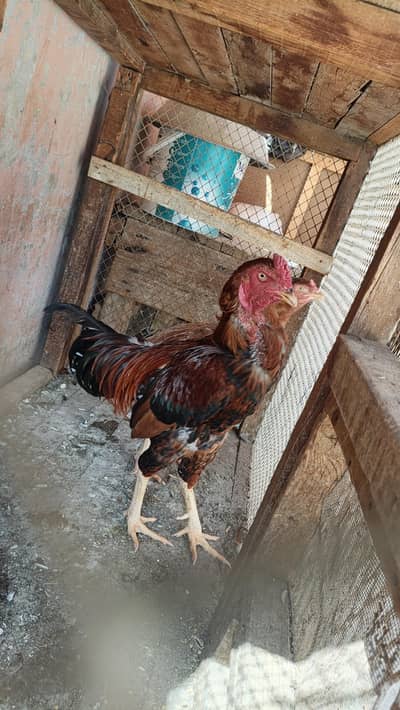 Title: 6 Desi Murghay Murghiyan Available – 2 Murghay, 4 Chicks