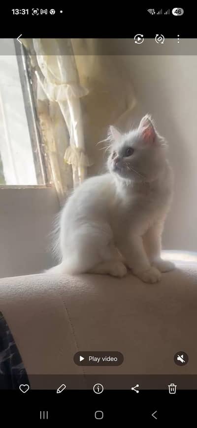 cute kitty