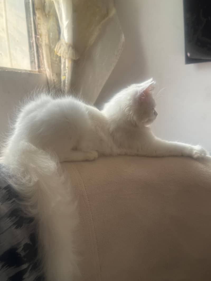cute kitty 1