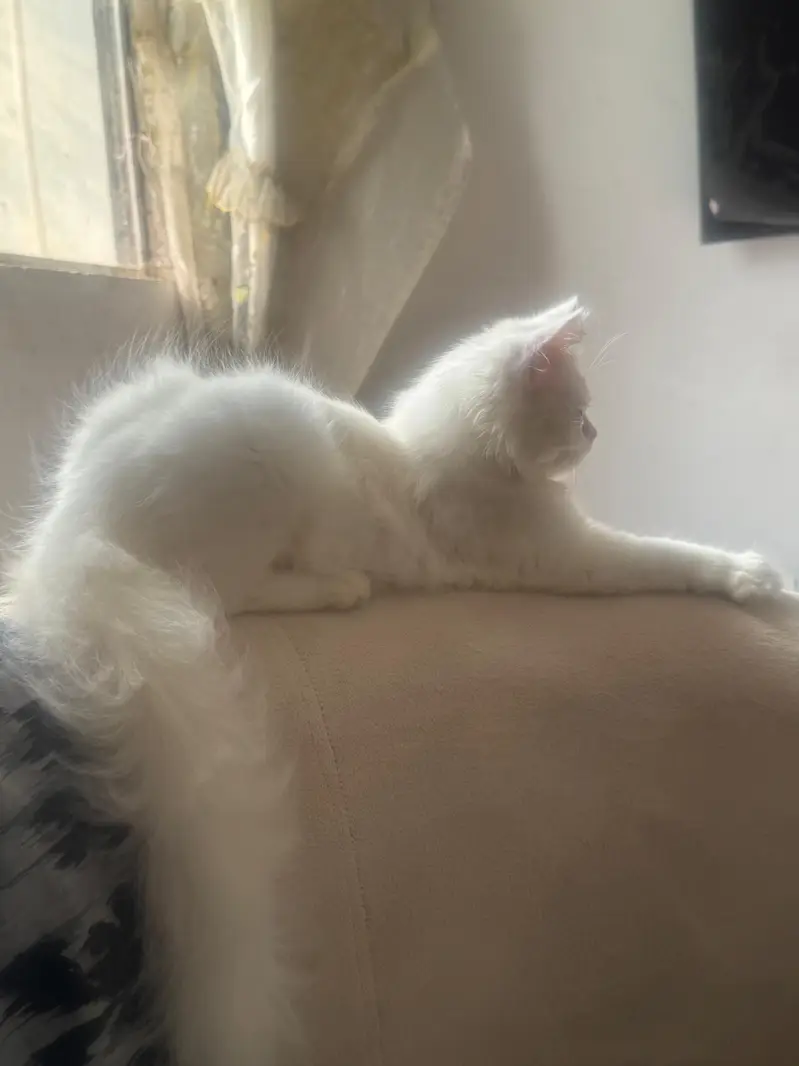 cute kitty — photo 2
