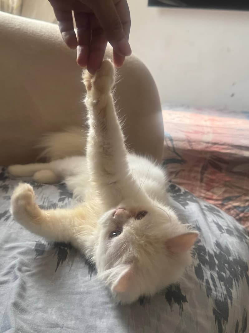 cute kitty 2