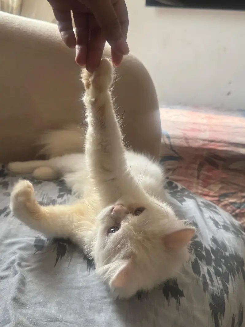 cute kitty — photo 3